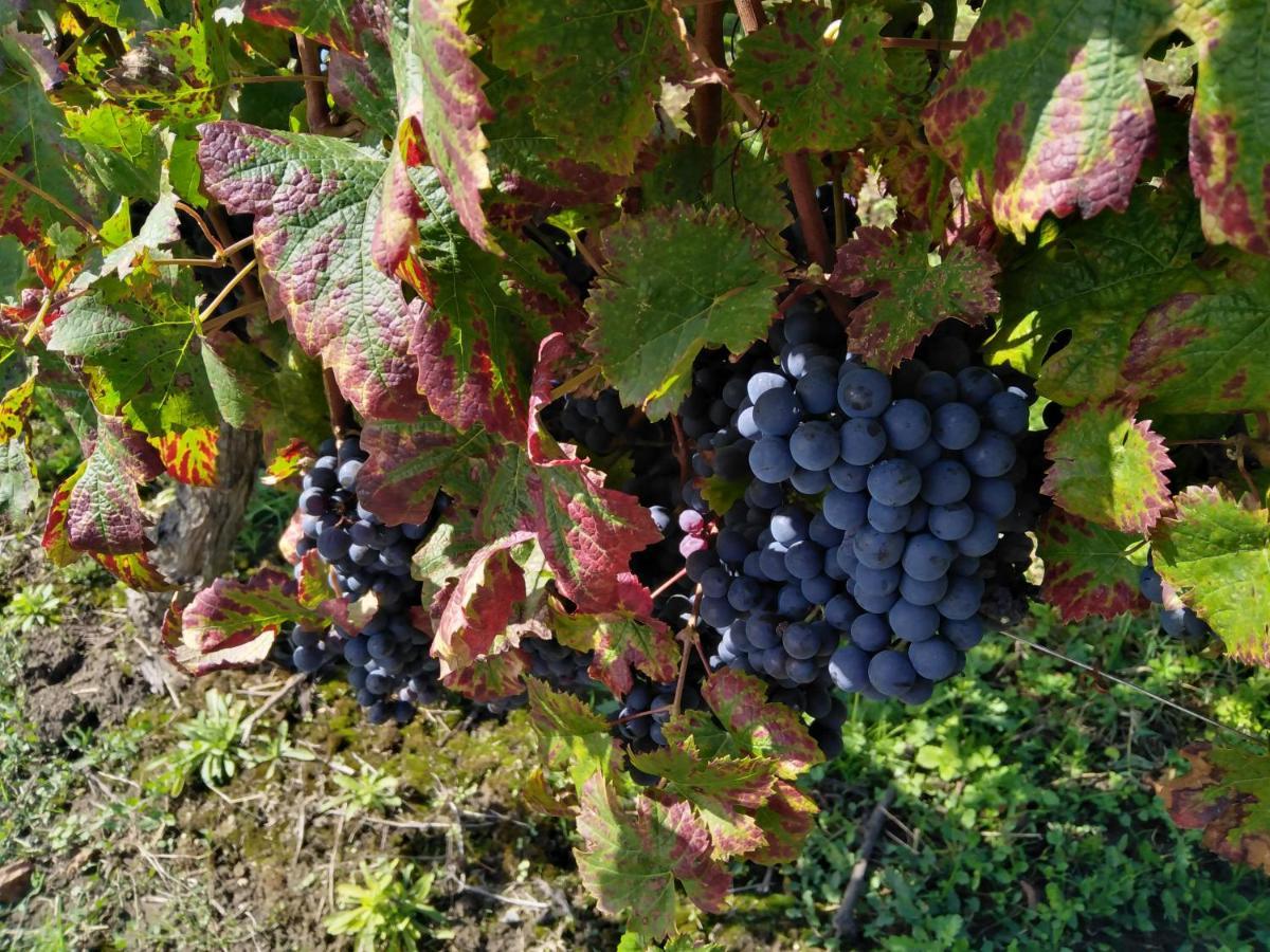 L'Echappee Belle En Champagne Βίλα Spoy  Εξωτερικό φωτογραφία